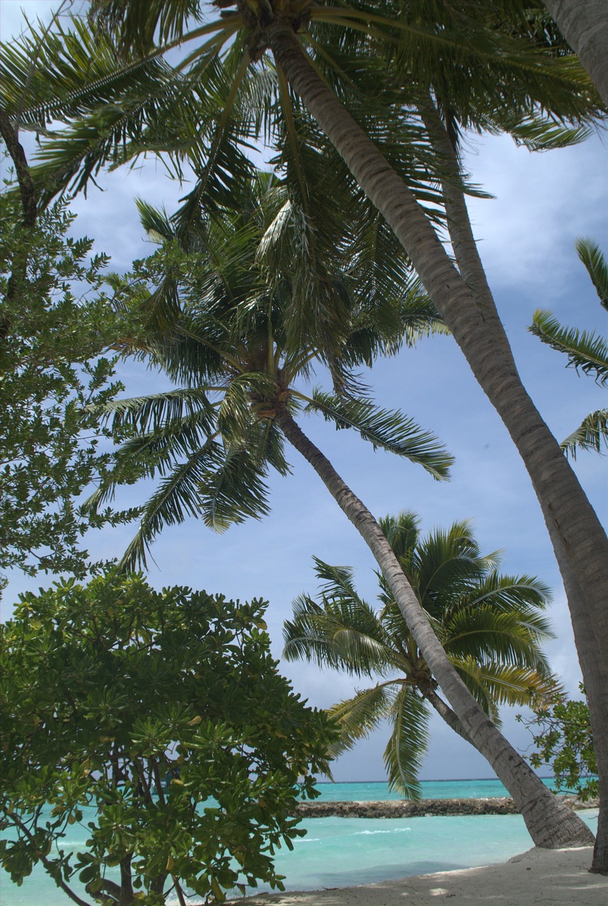 palms maldives beach free photo