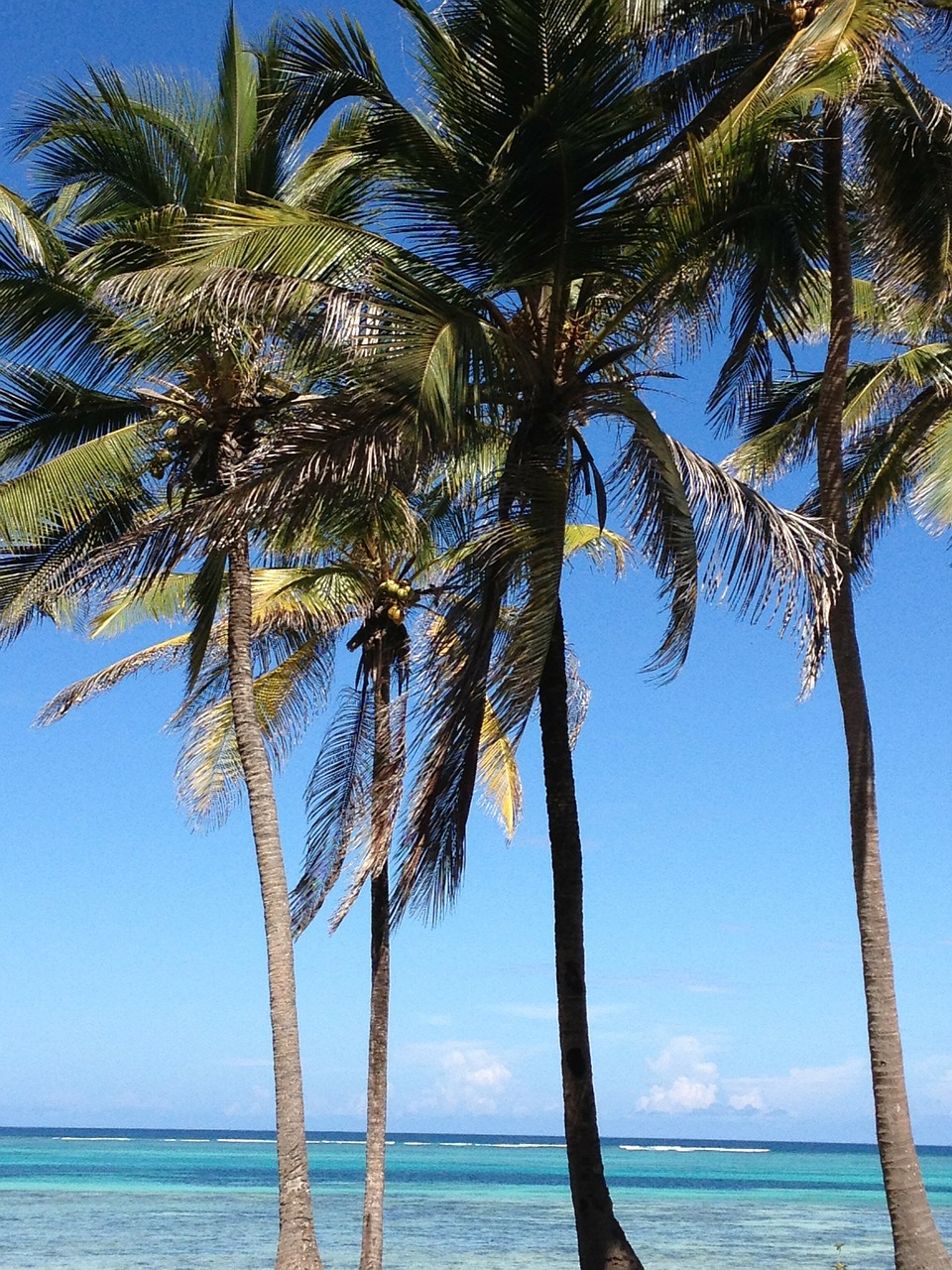 palms sea beach free photo