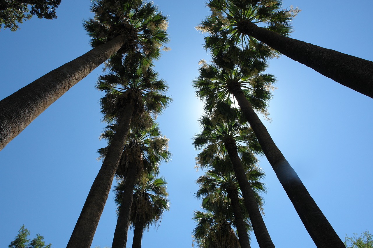 palms sky travel free photo