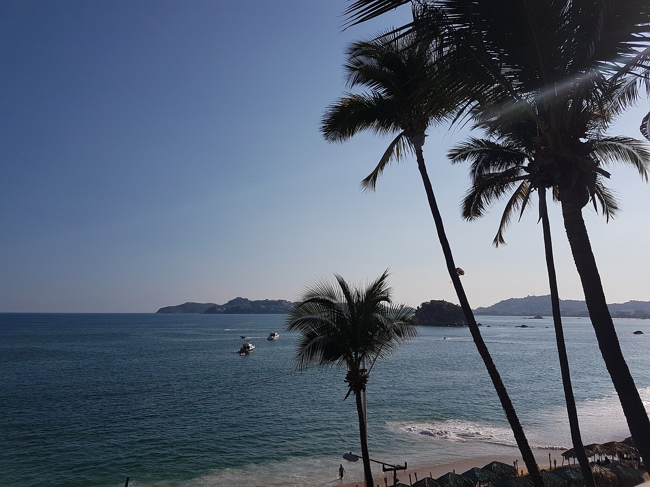 palms blue sea free photo