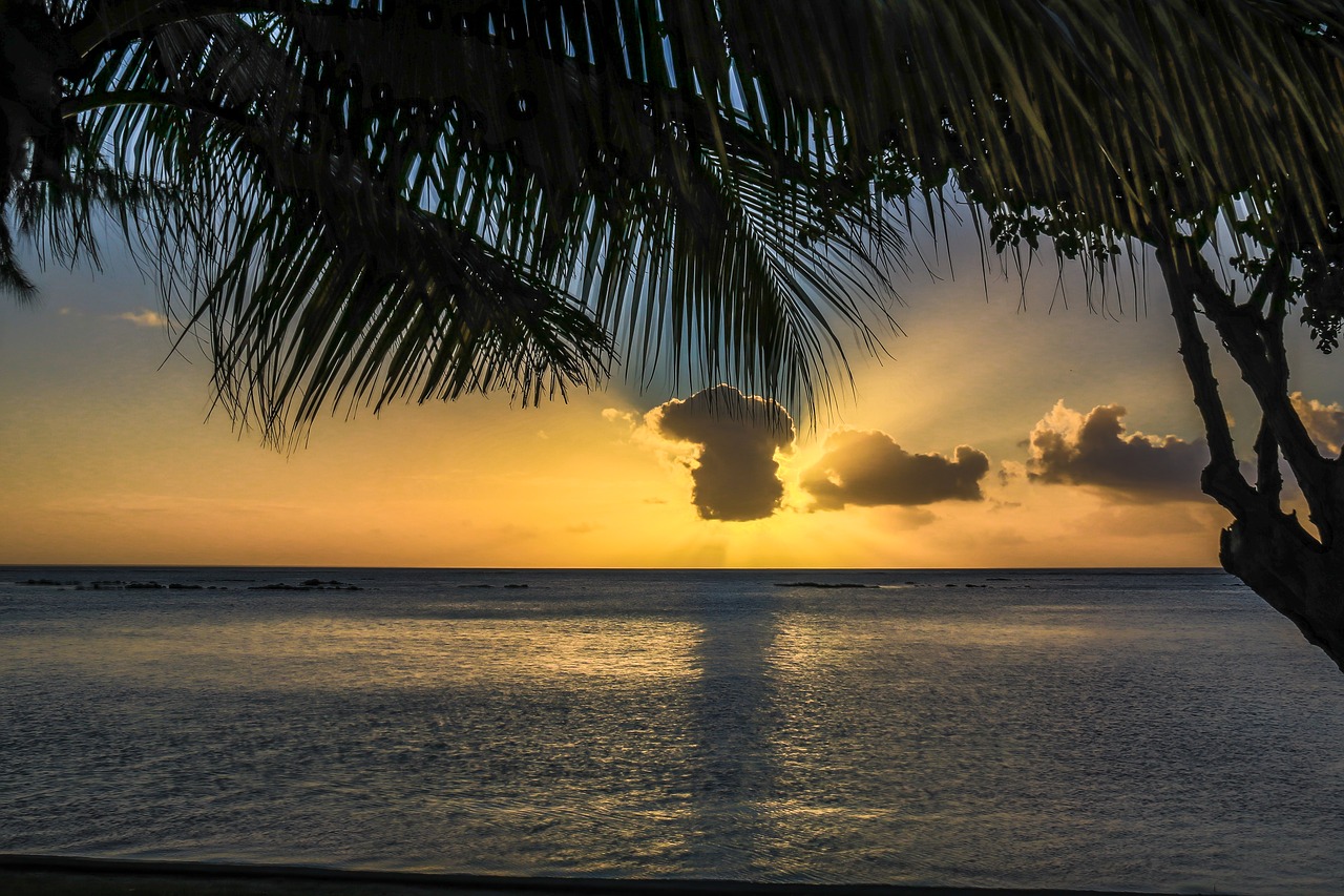 palms sunset sky free photo