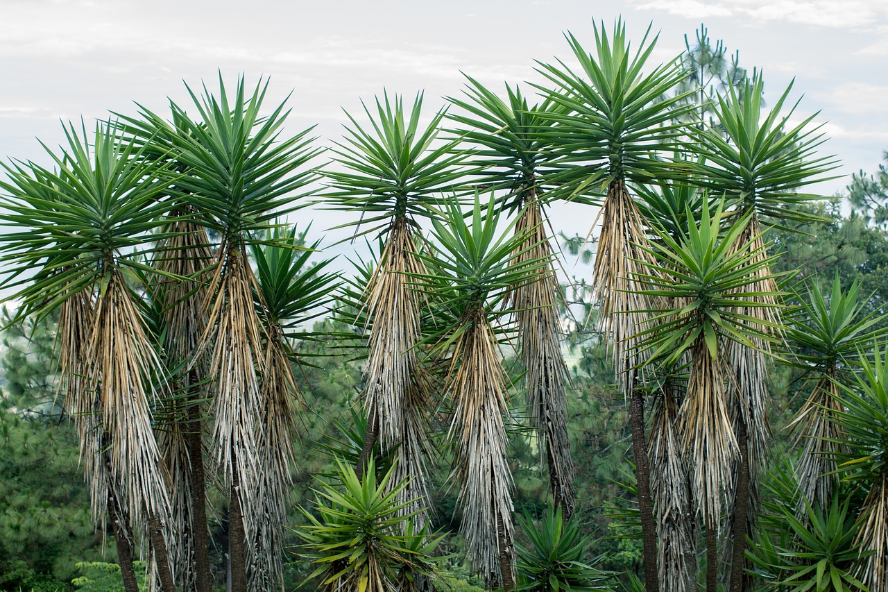 palms tropical mountains free photo