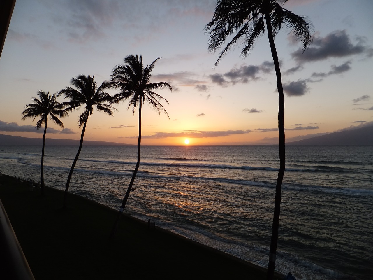 palms sunset ocean free photo