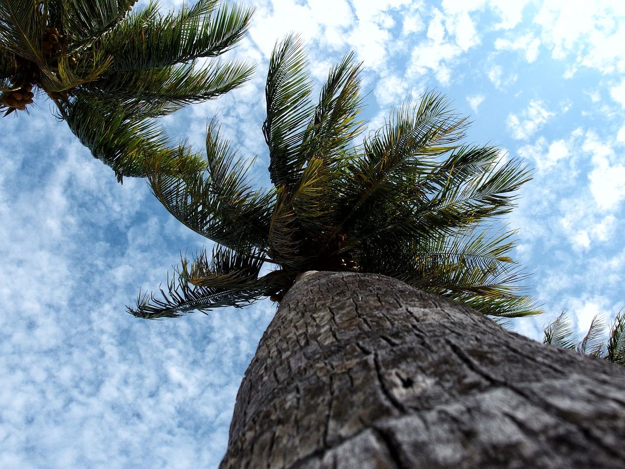 palms coconut maldives free photo