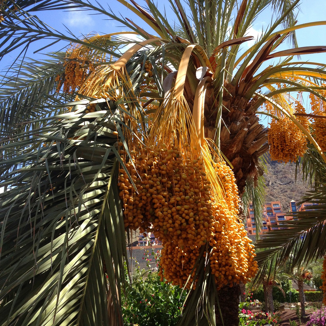 palms dates palm tree free photo