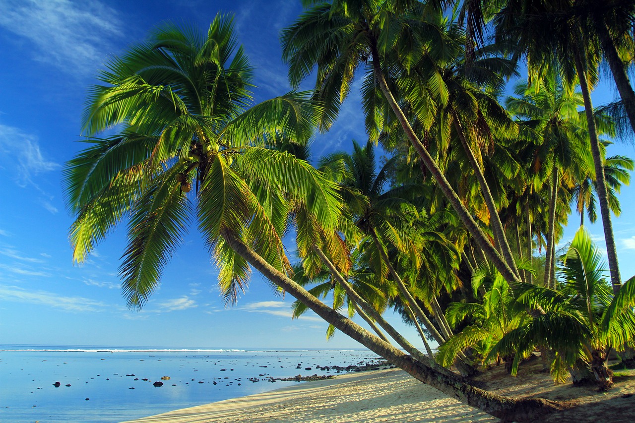 palms tropical beach tropical free photo