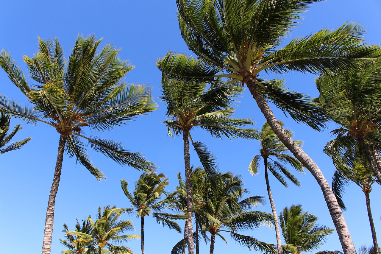 palms palm trees hawaii free photo