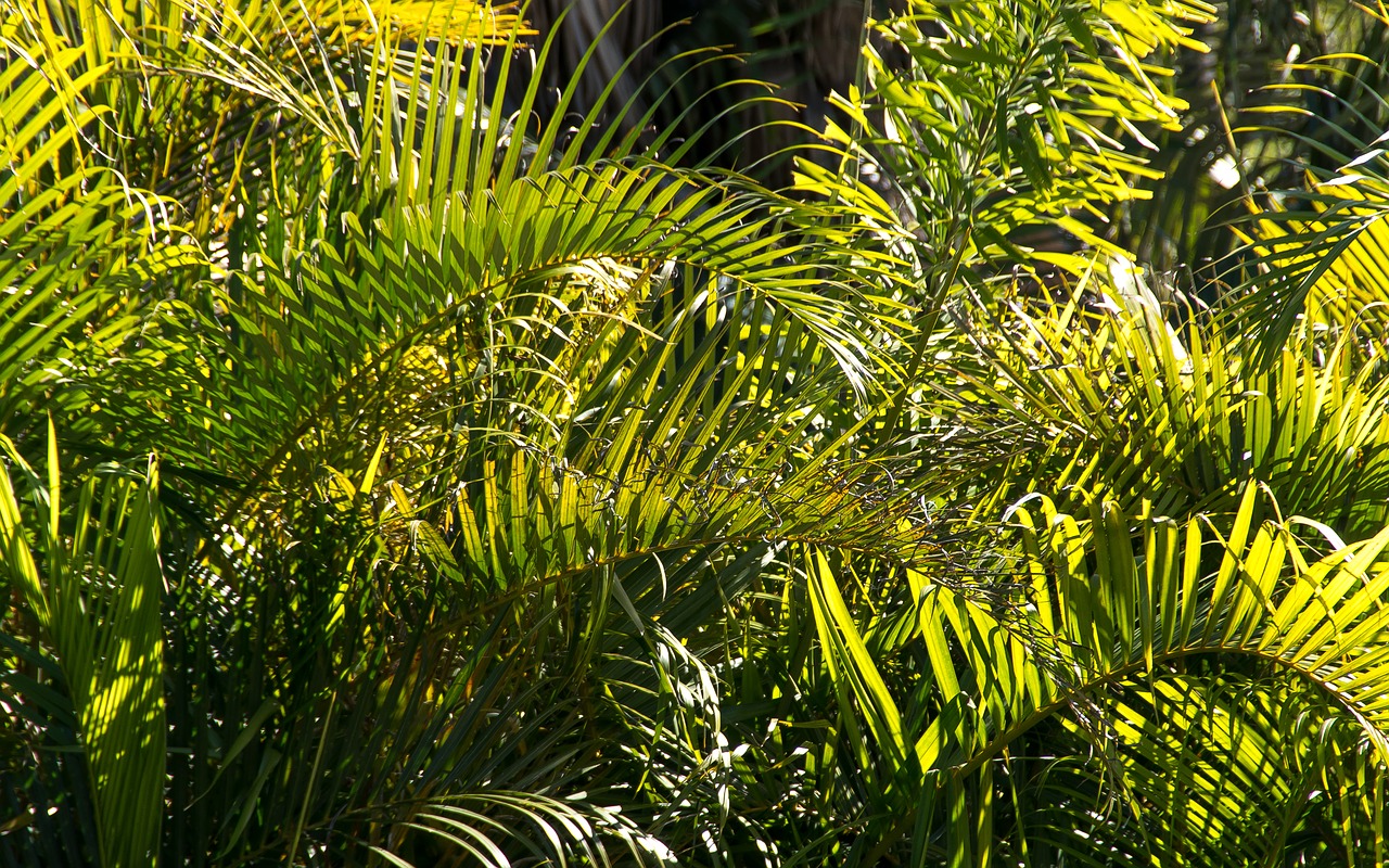 palms  fronds  rain forest free photo