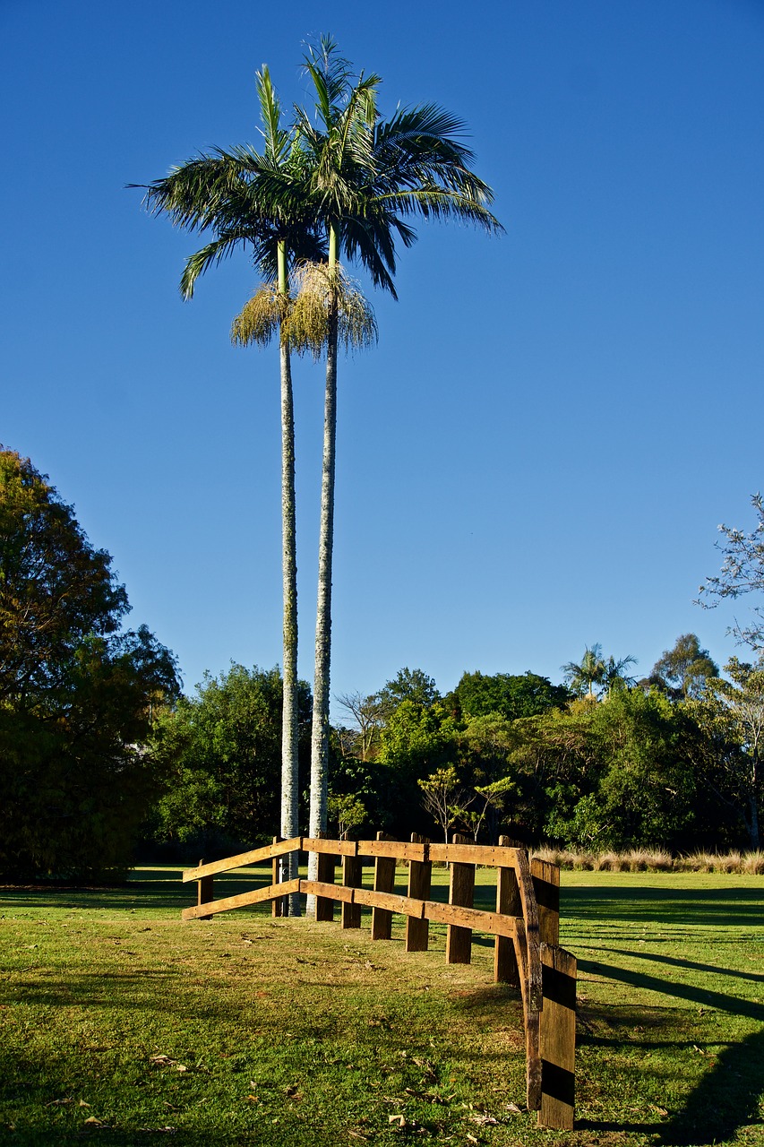 palms  fence  wooden free photo