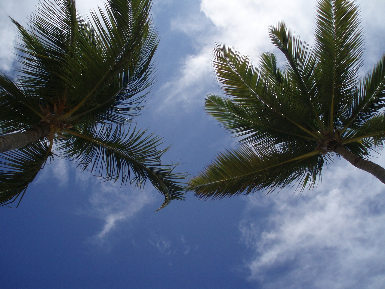 palms caribbean sky free photo
