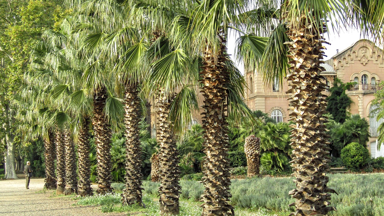 palms  park  green free photo