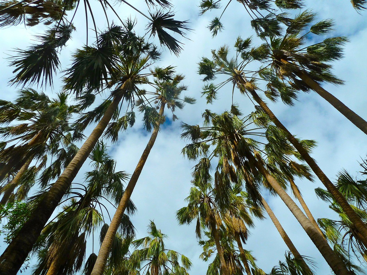 palms trees sky free photo