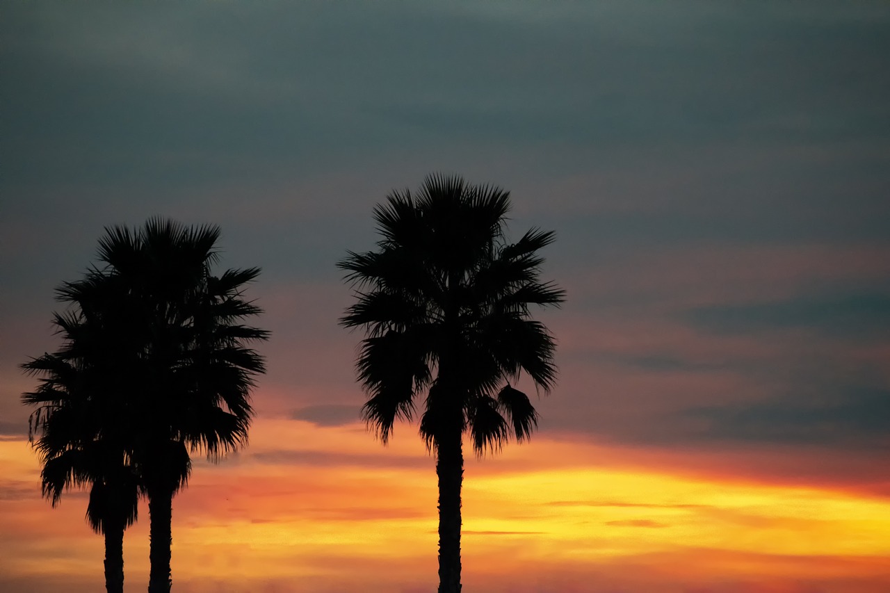palms  dawn  sky free photo