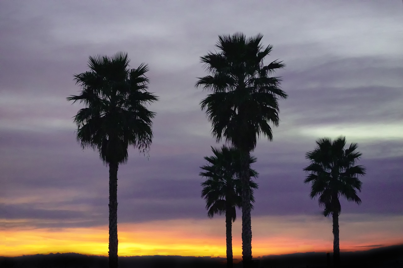 palms  dawn  sky free photo