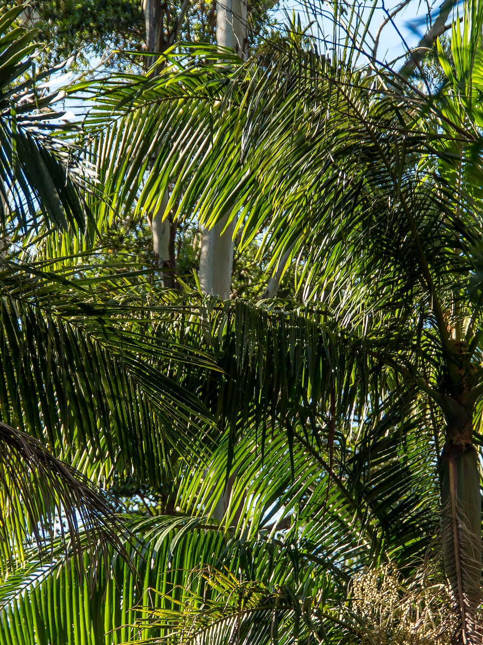 palms  bangalow palms  fronds free photo