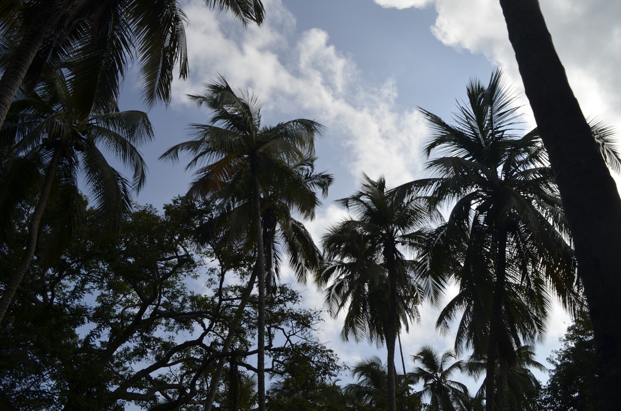 palms sky exotic free photo