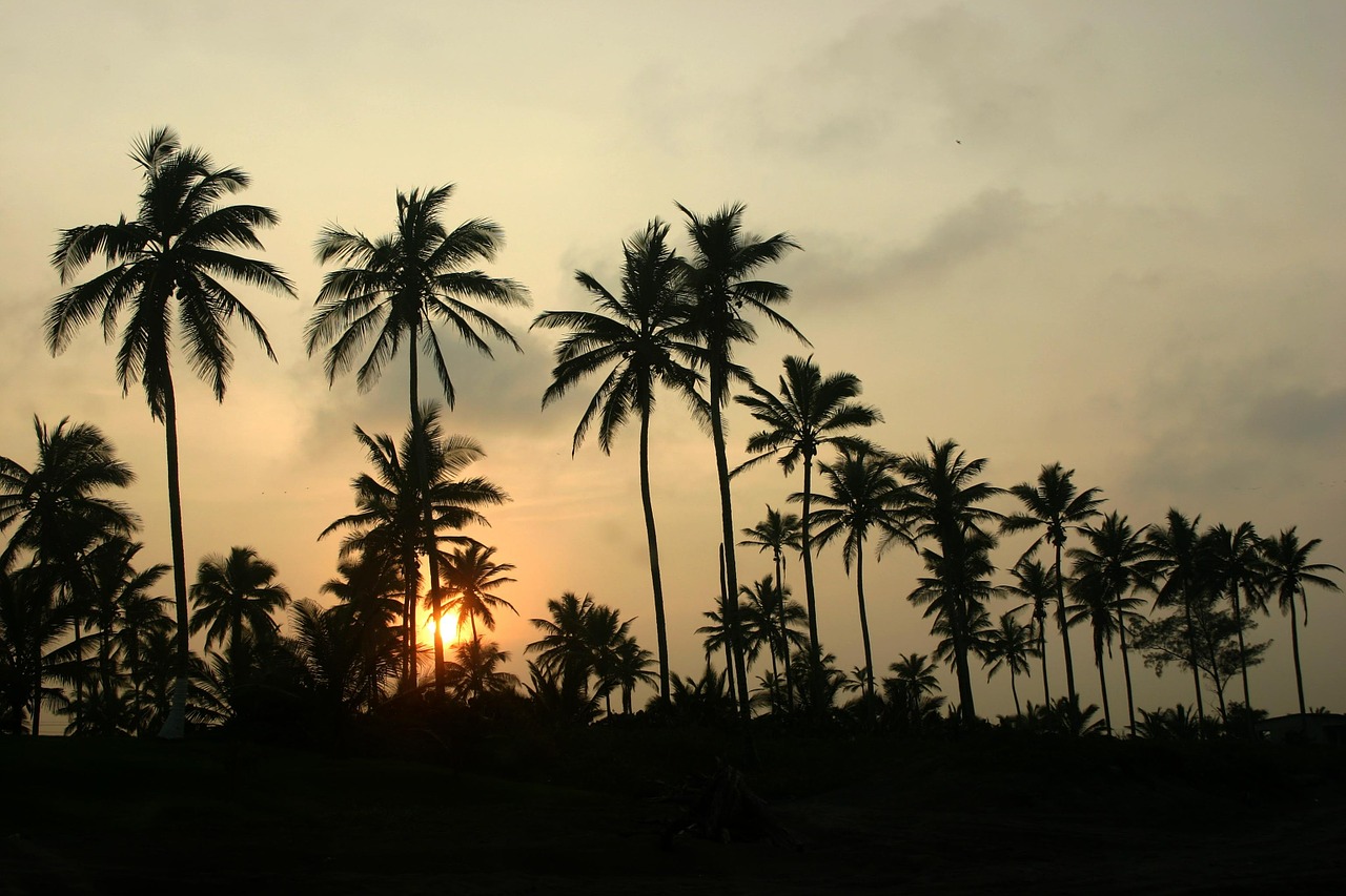 palms veracruz sunset free photo