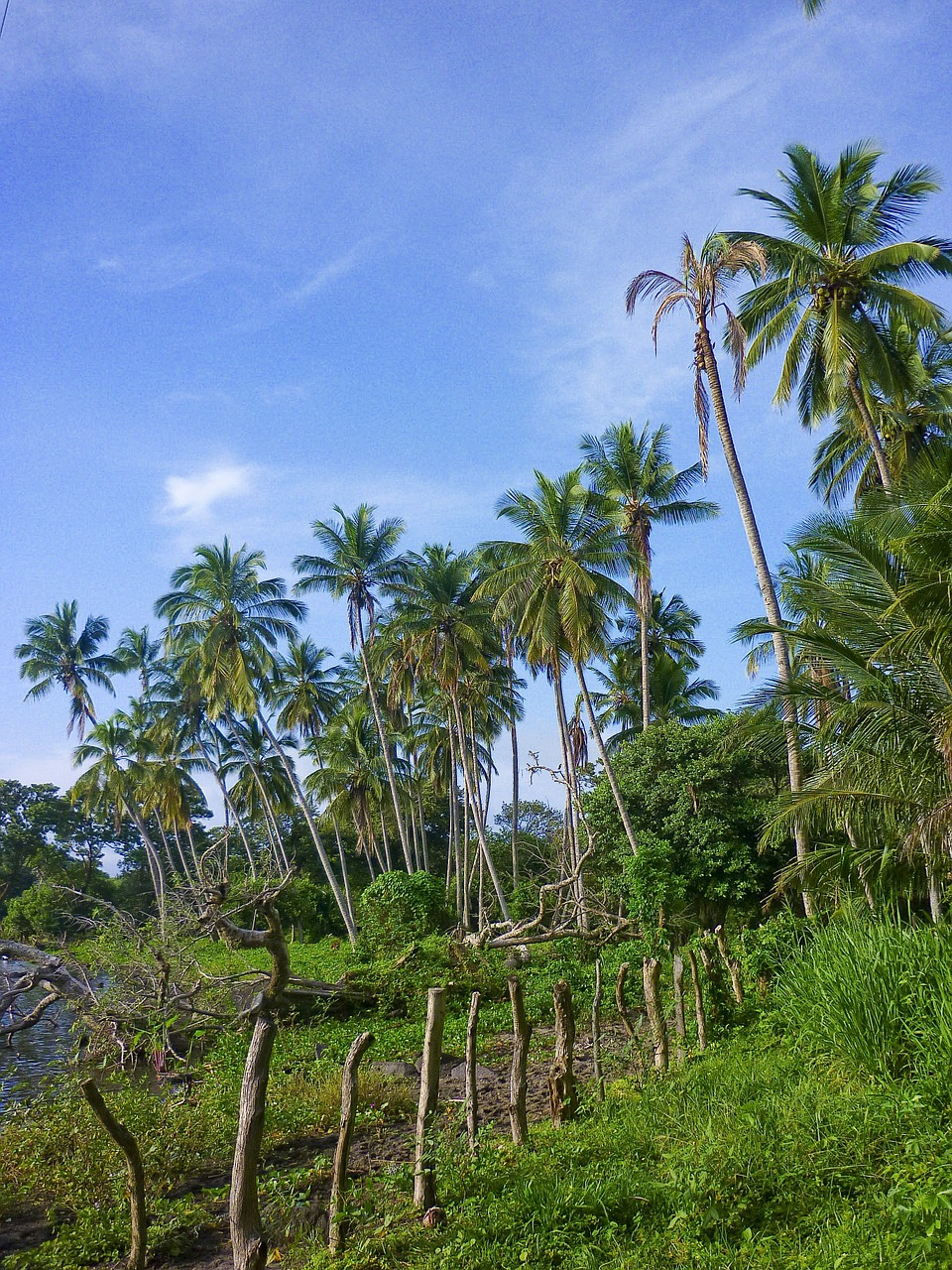 palms nicaragua ometepe free photo