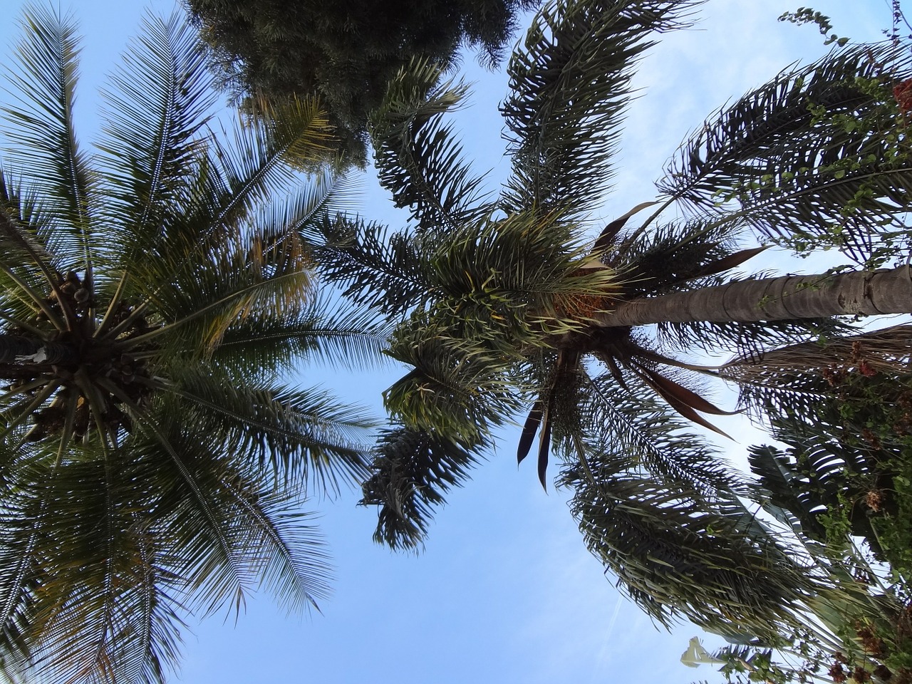 palms view sky free photo