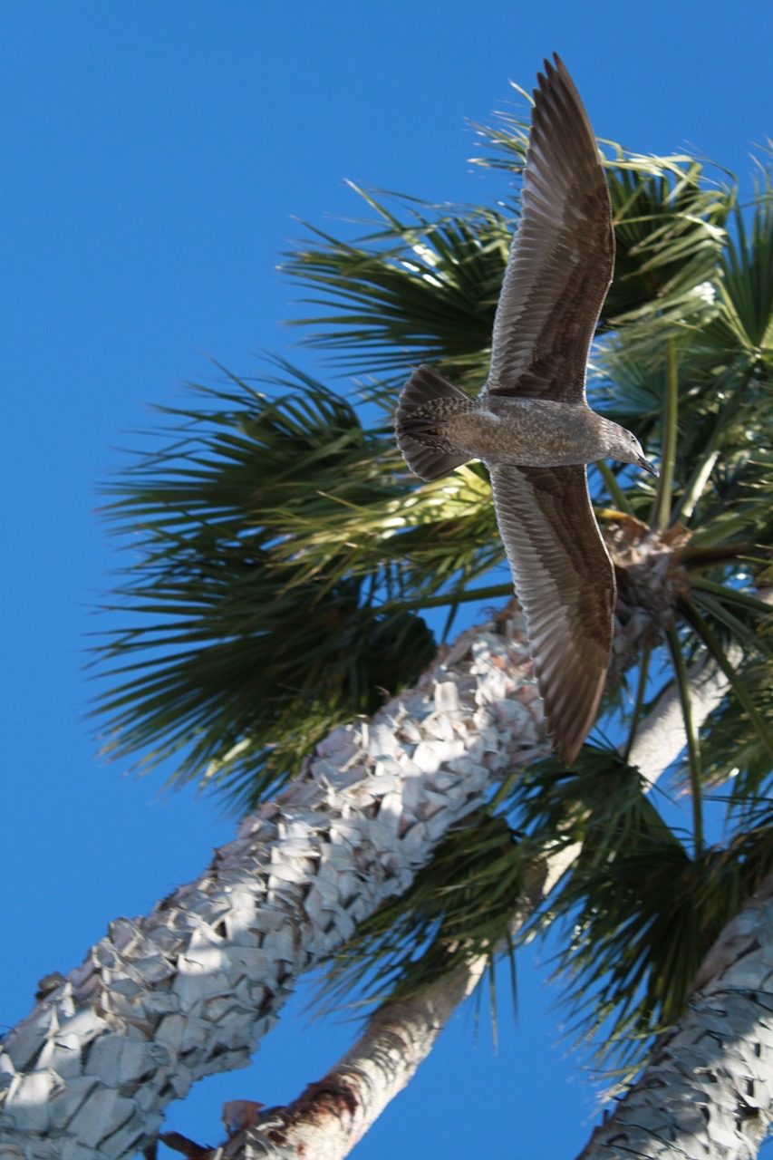 palms sky seagull free photo