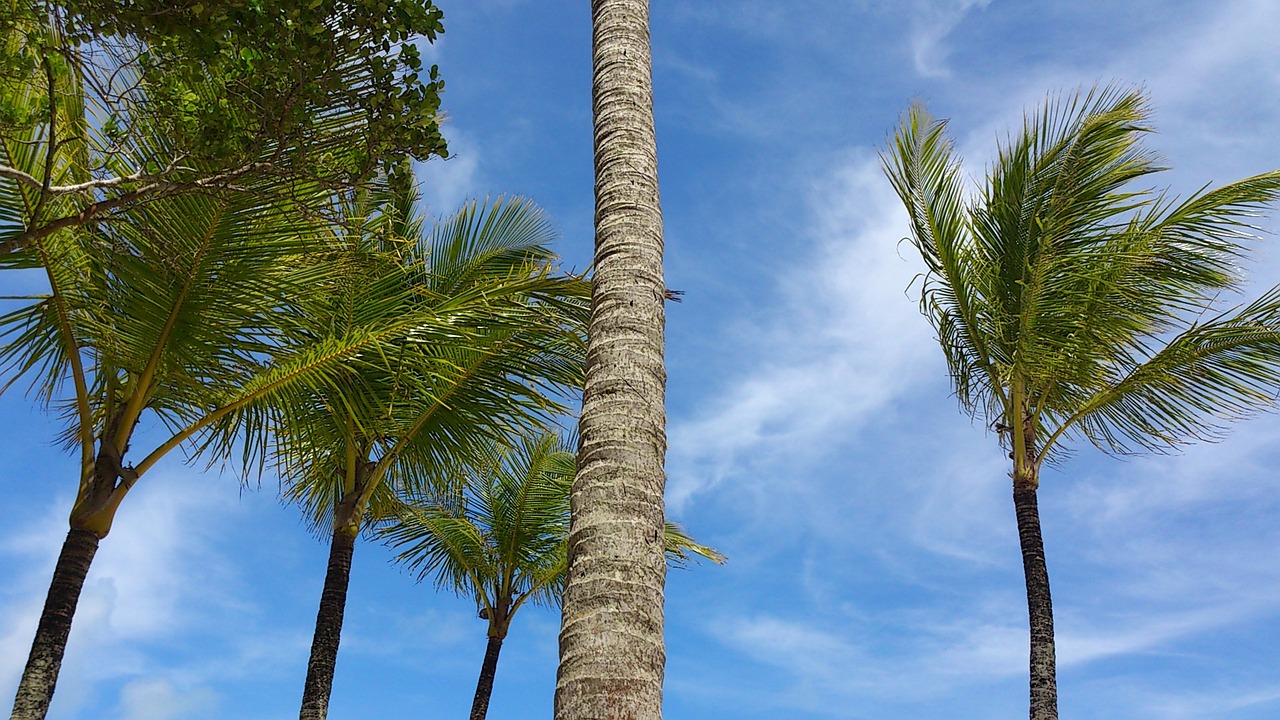 palms wind sky free photo