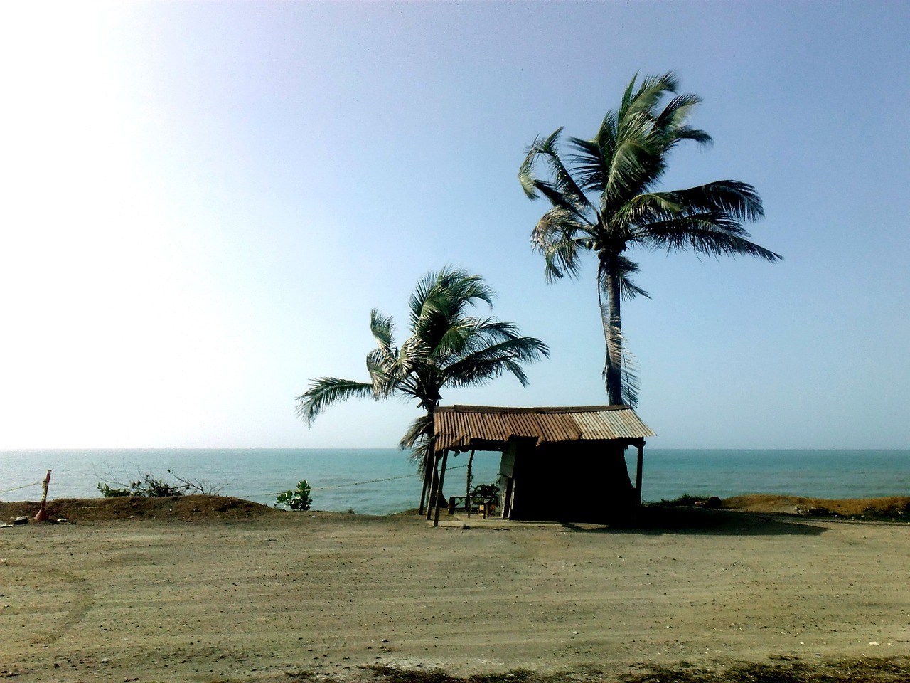 palms sea house free photo