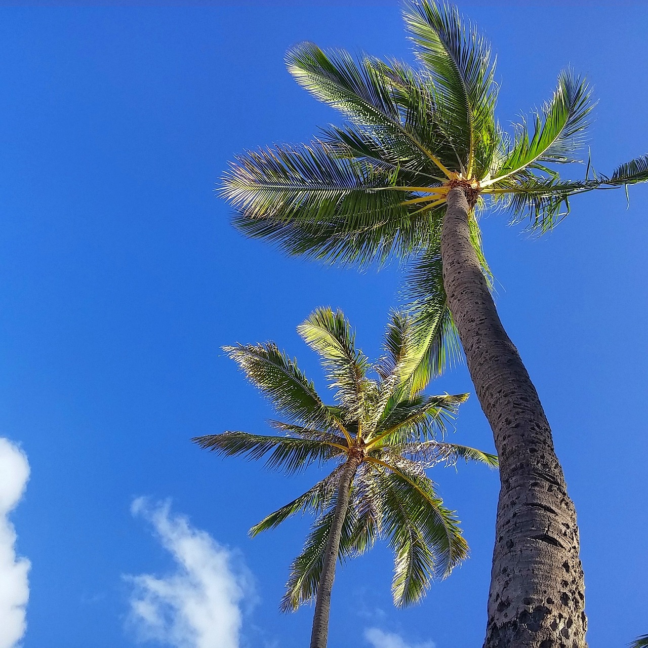 palms trees tropical free photo