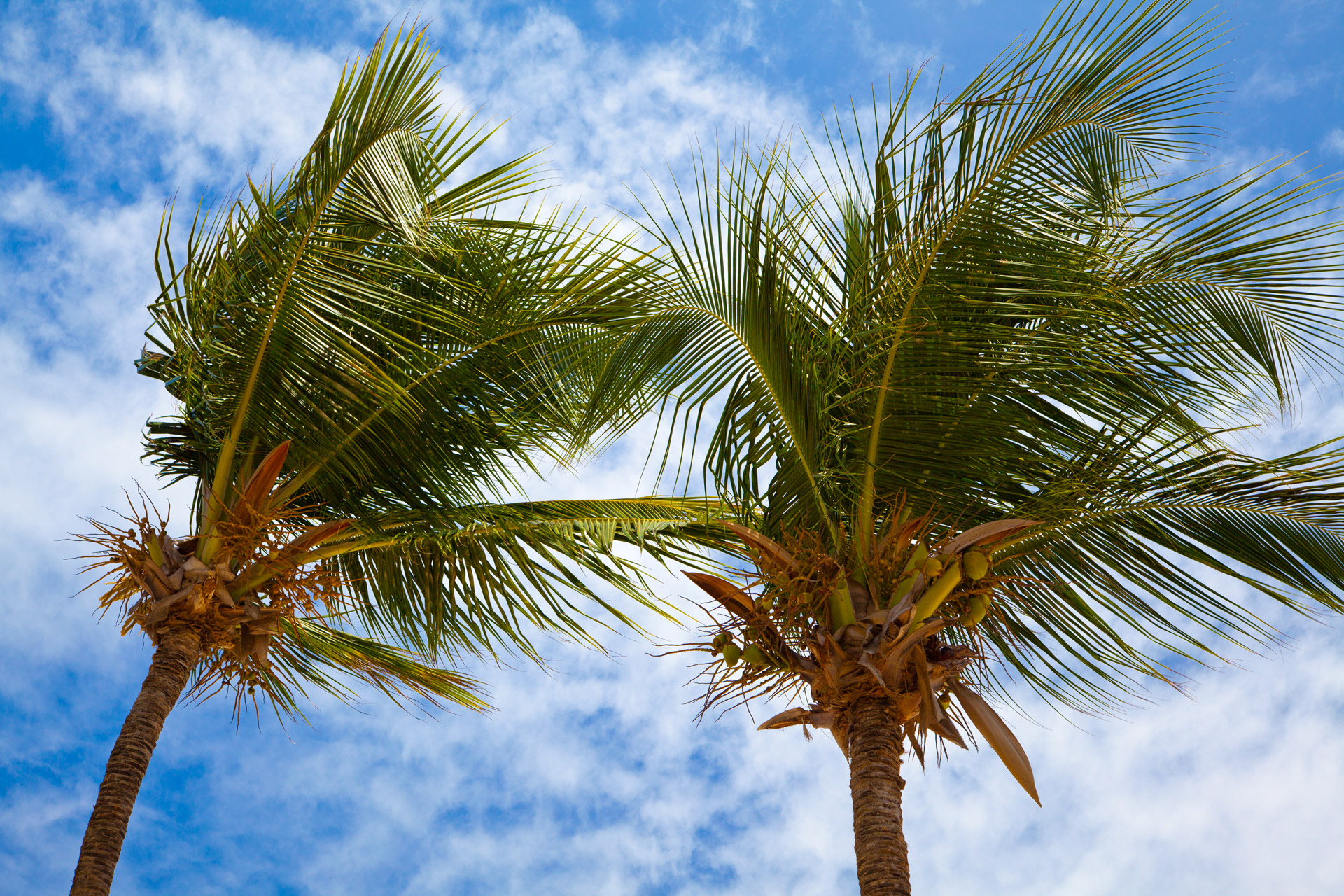 blue cloud coconut free photo