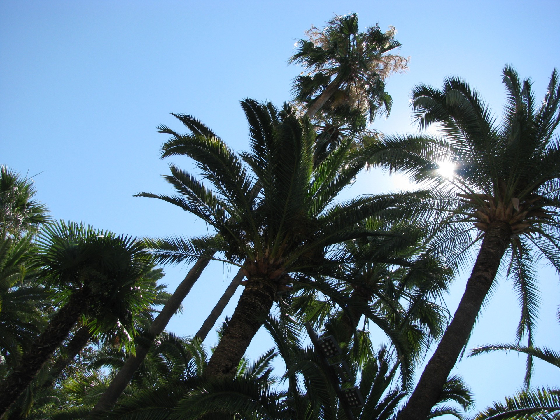 palms summer nice free photo
