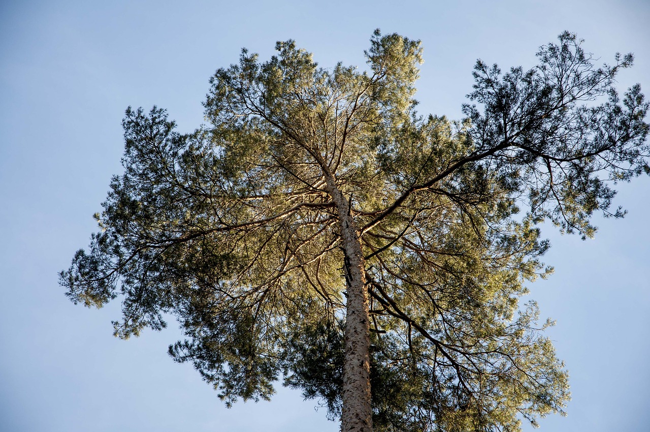 palms of the north pine conifer free photo