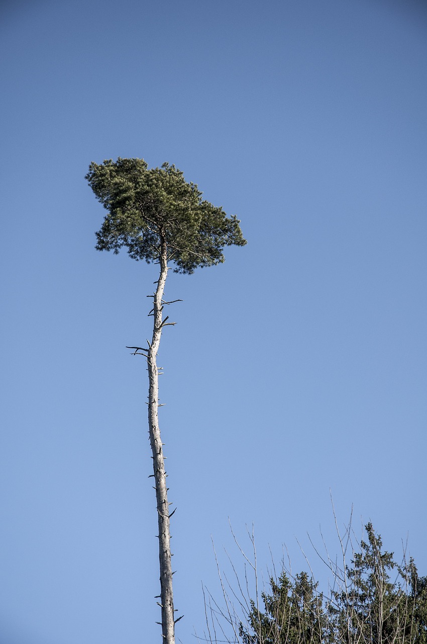 palms of the north pine winter free photo