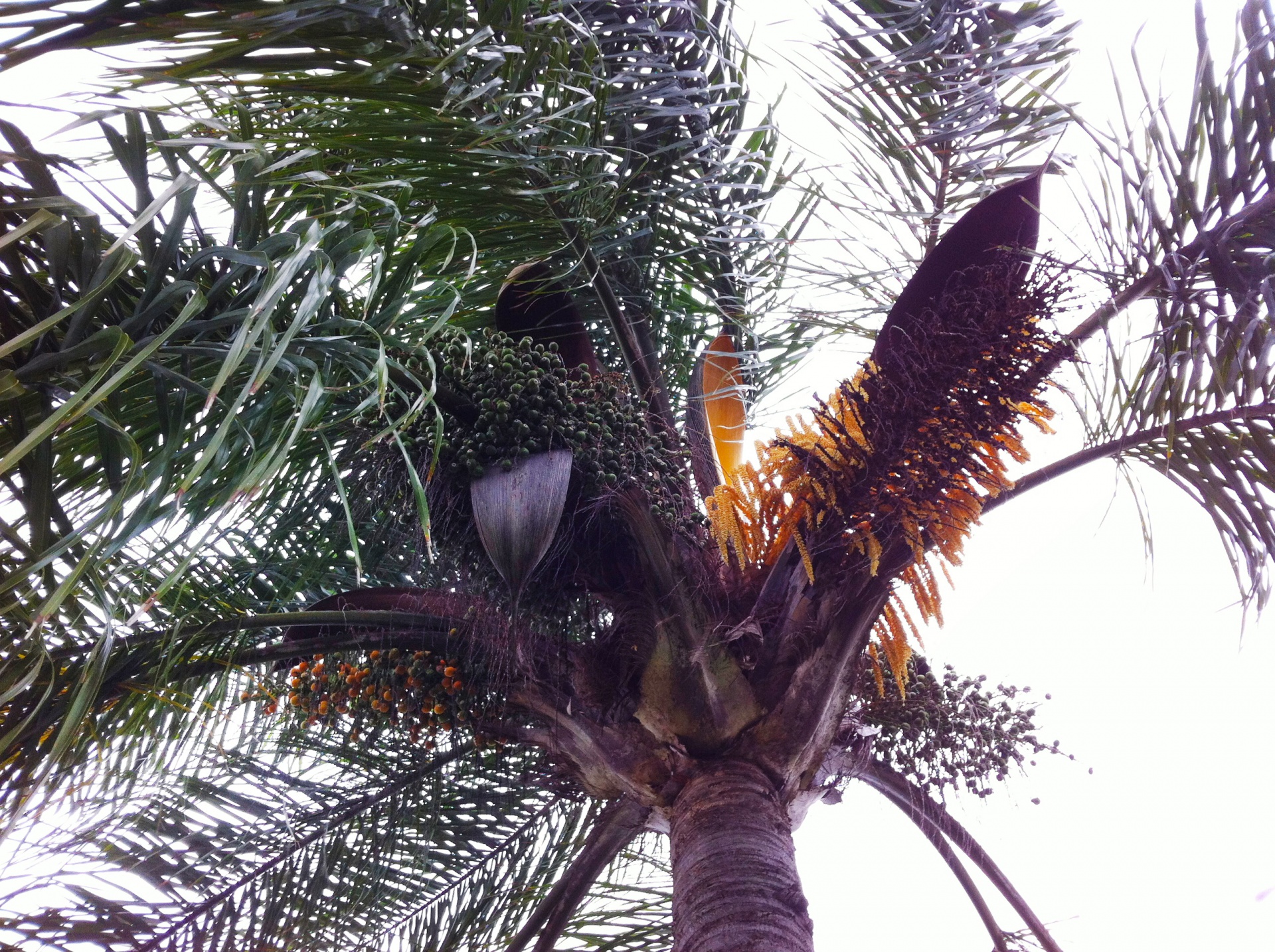 palm tree palms florida free photo