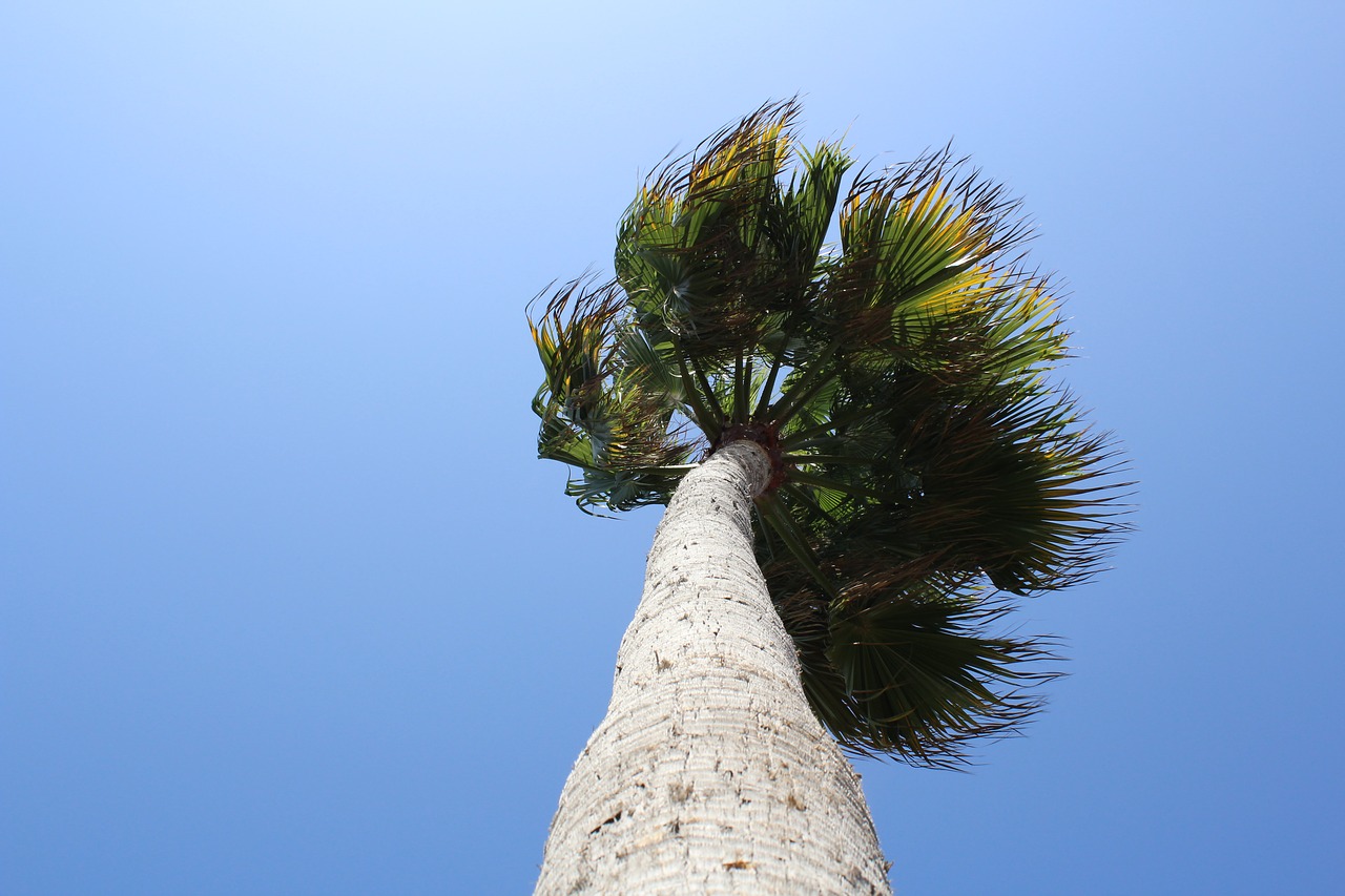 palmtree palm tree free photo