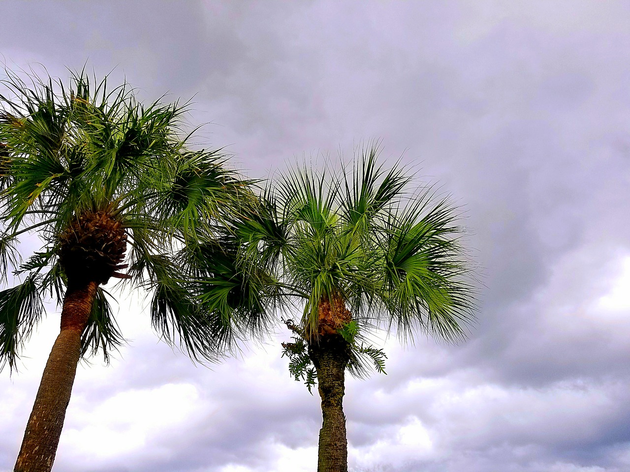 palmtree sky clouds free photo