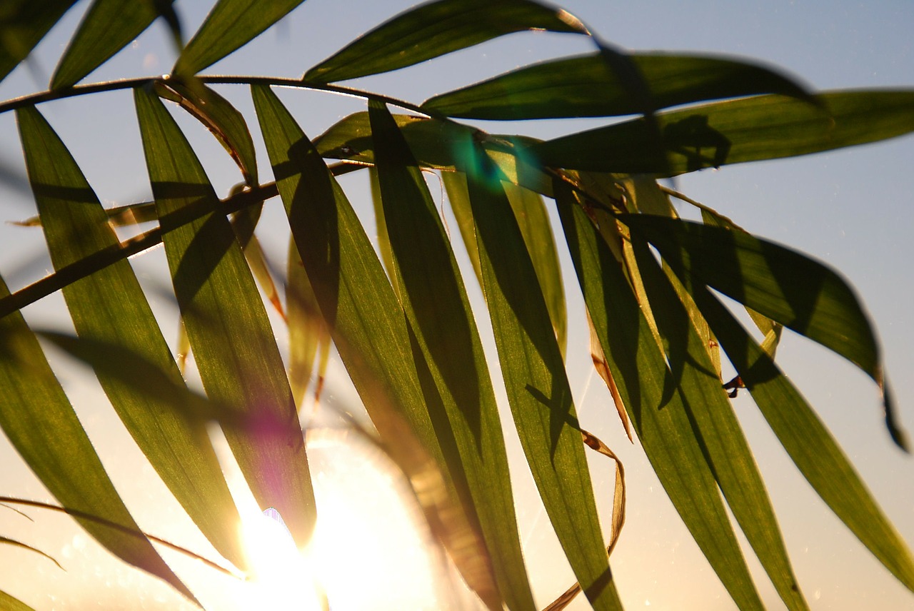 palmtree sun plant free photo