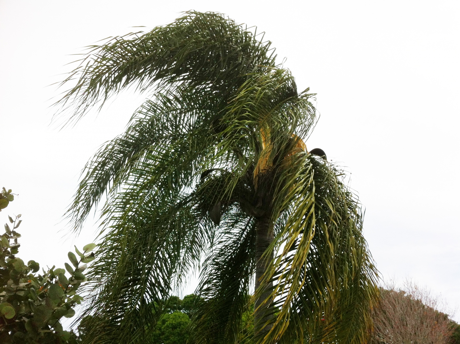 palm tree breeze windy free photo