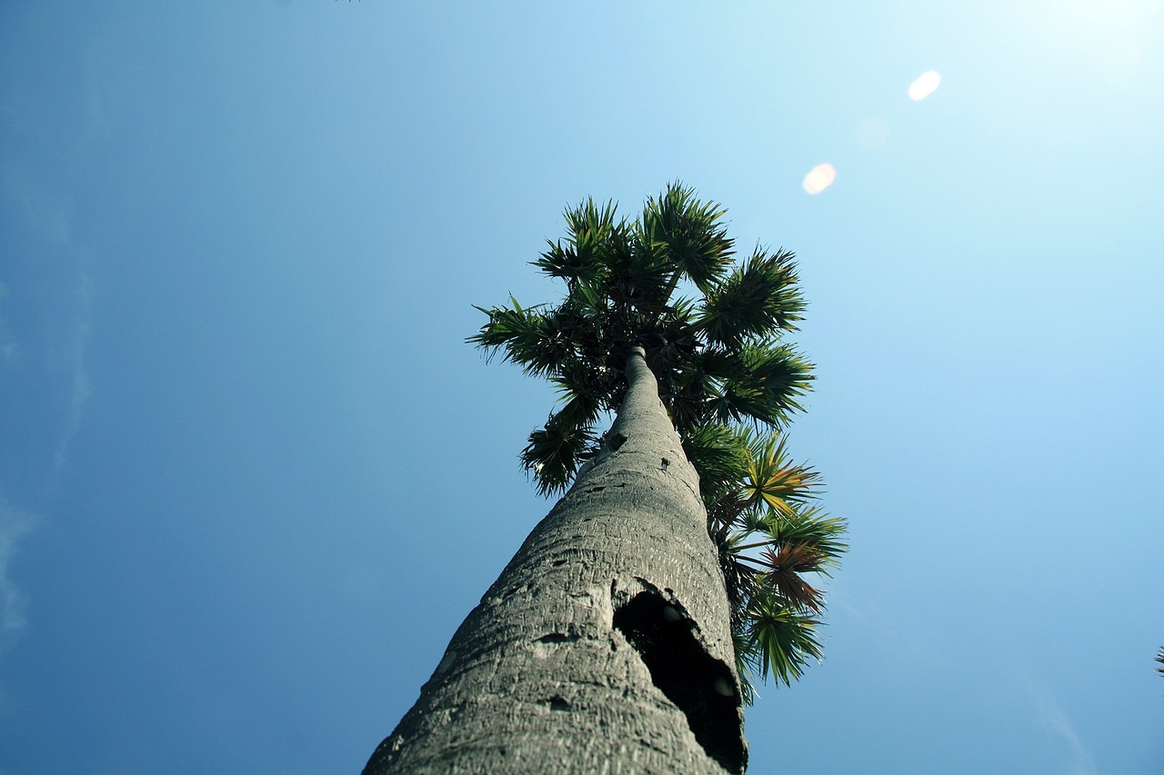 palmyra tree palmyra asian free photo