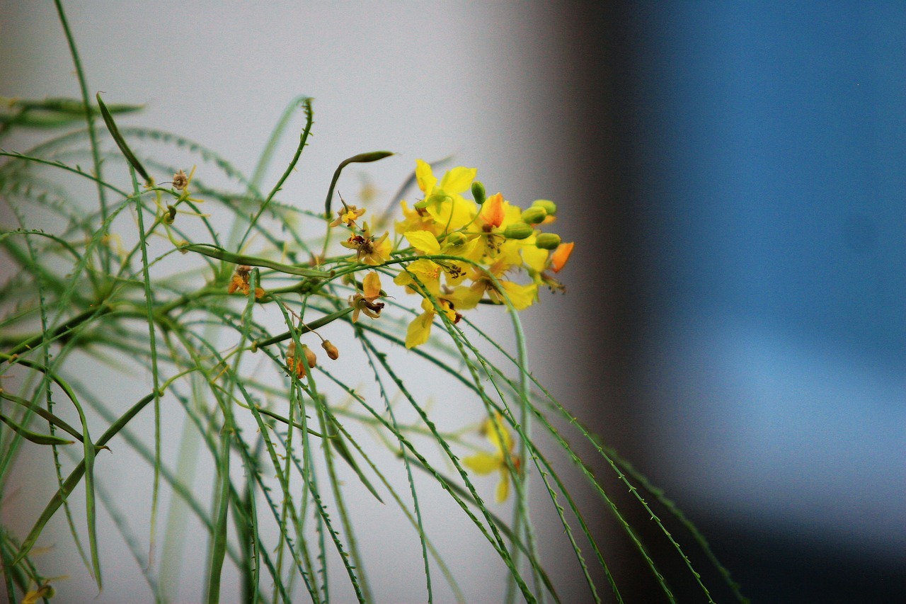 palo verde  jerusalem thorn  branch free photo