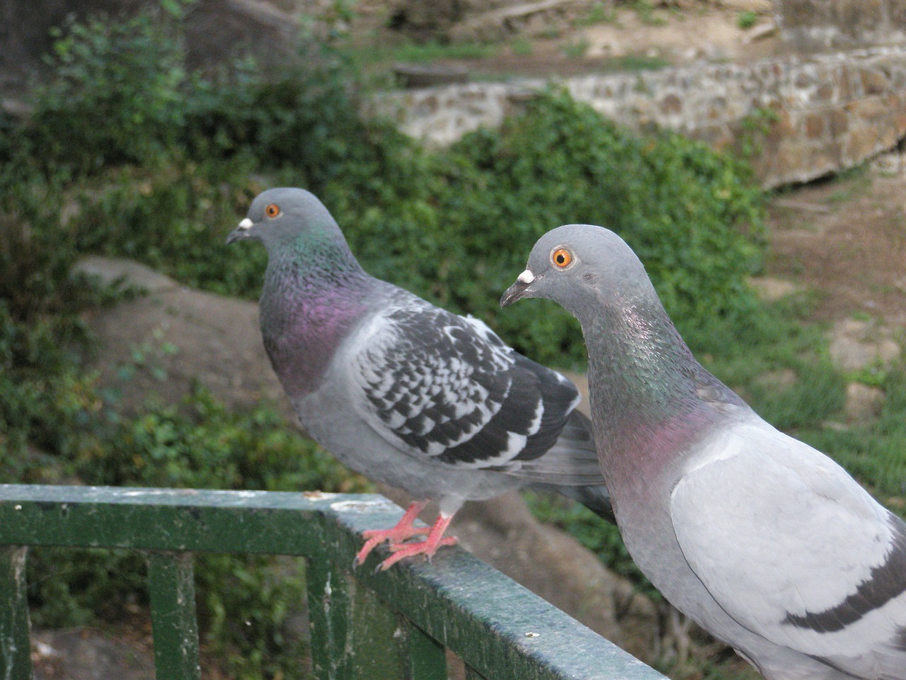 paloma ave pigeons free photo