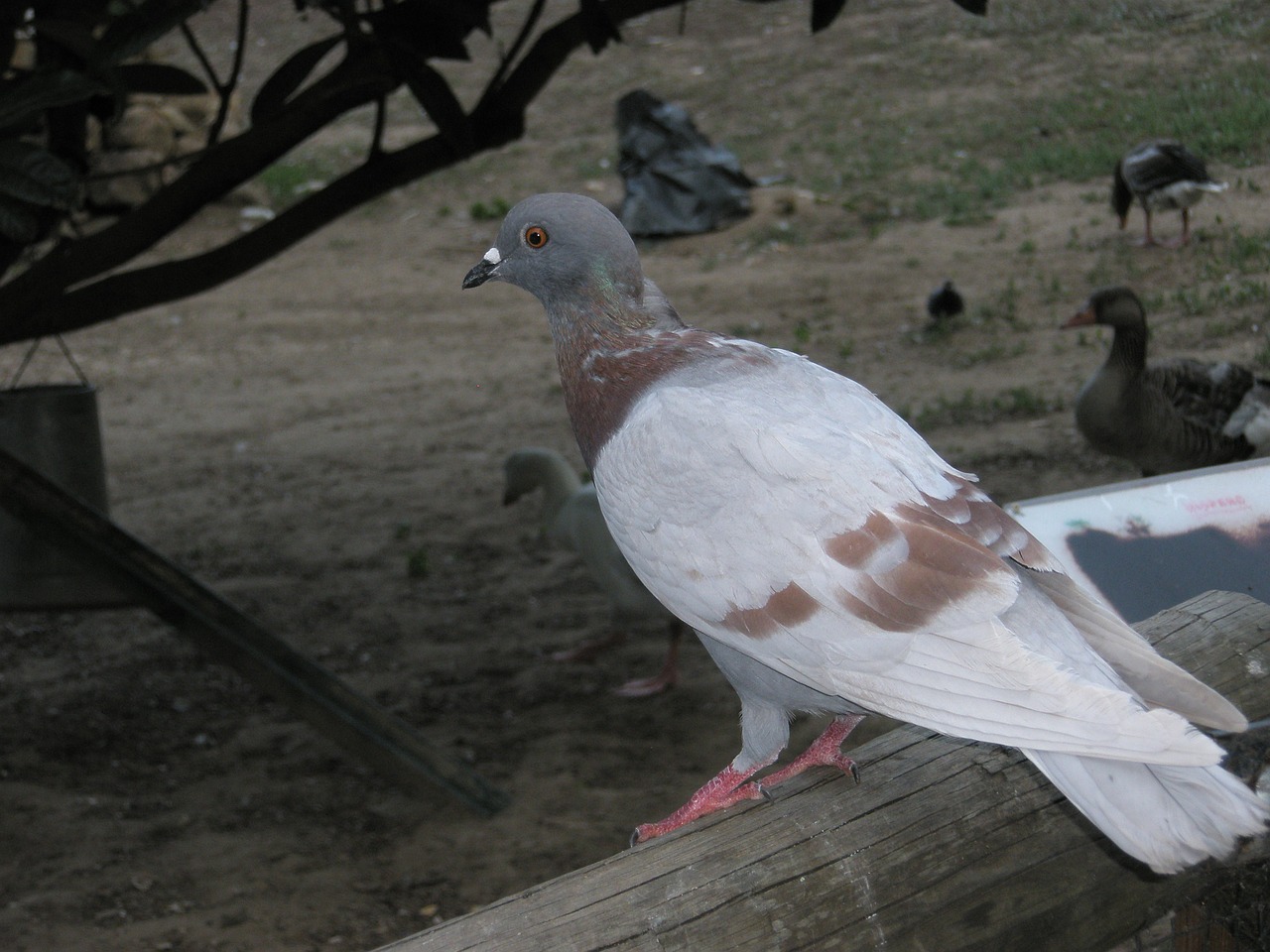paloma birds pigeons free photo