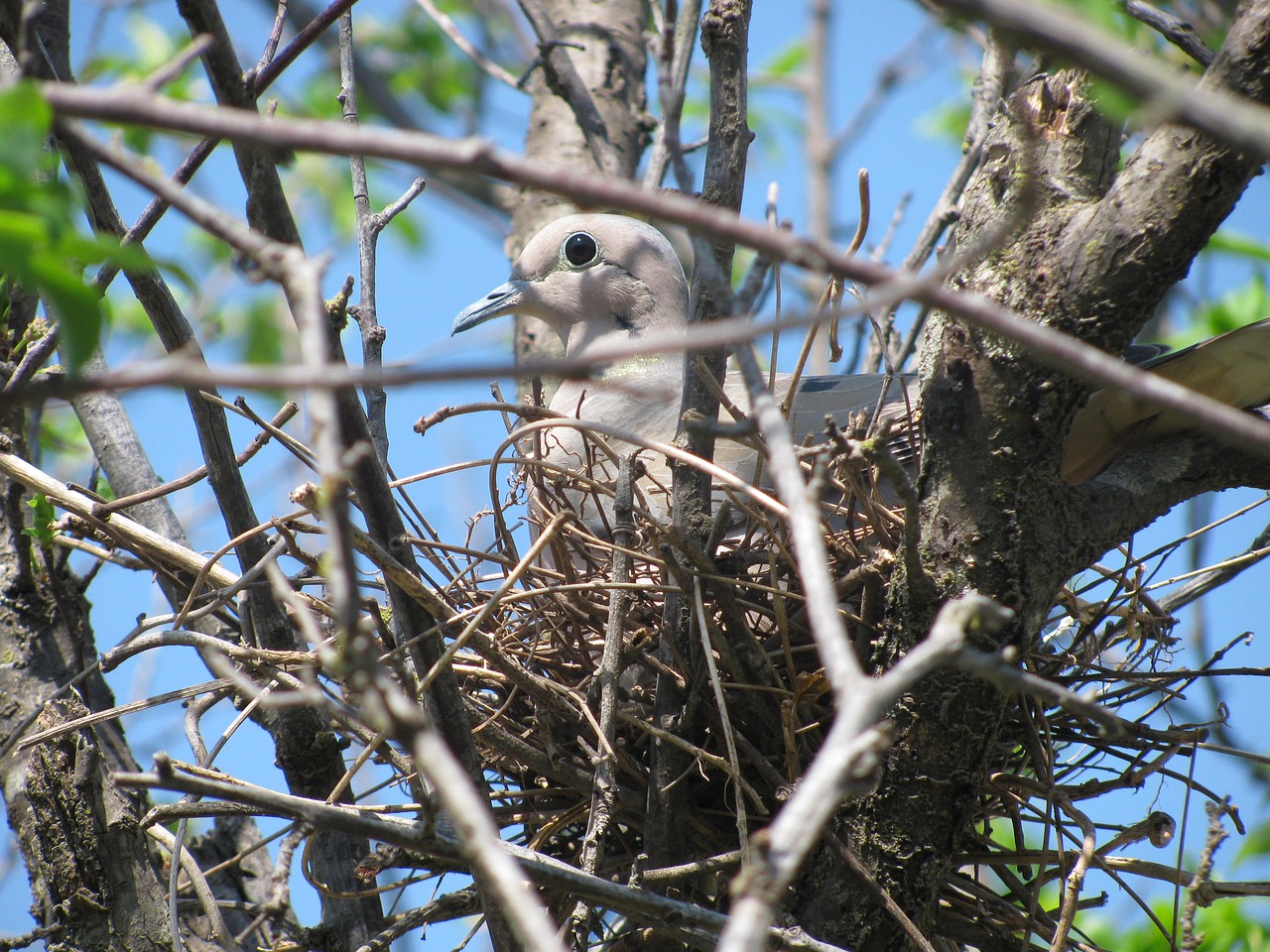 paloma nest ave free photo