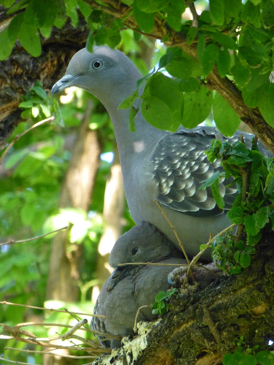 paloma grey bird free photo