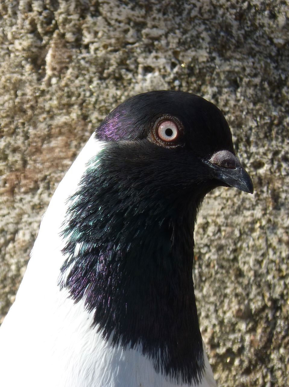 paloma catalan flying pigeon detail free photo