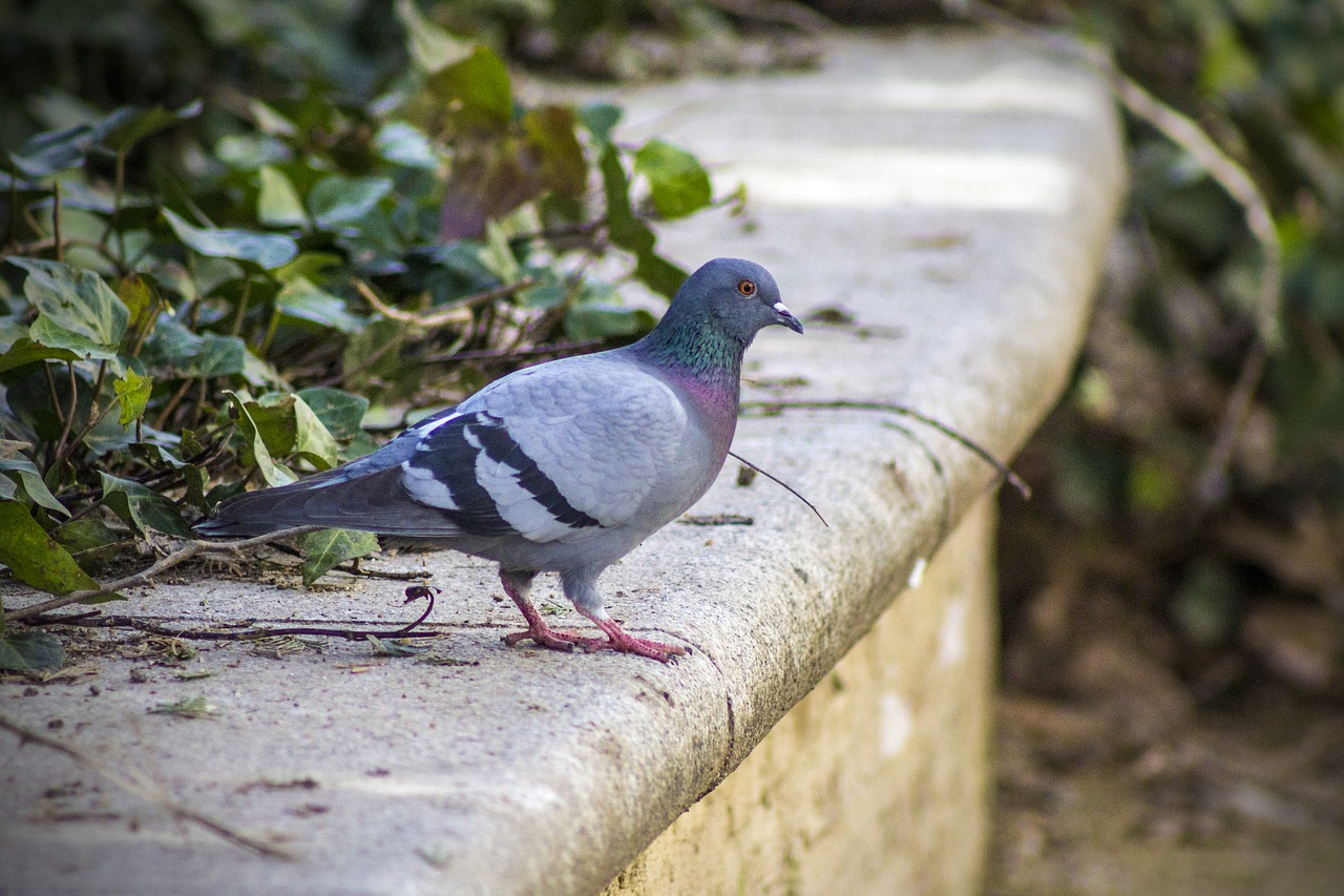 paloma park bird free photo