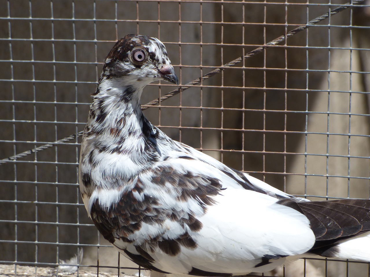 paloma race pigeon racing free photo