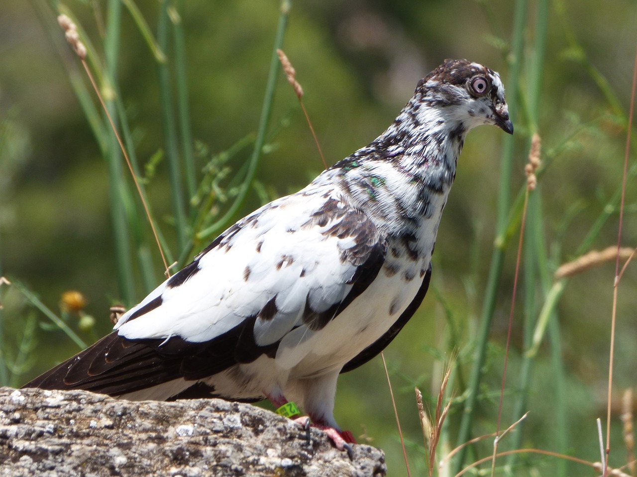 paloma vol catalan colom pigeon racing free photo