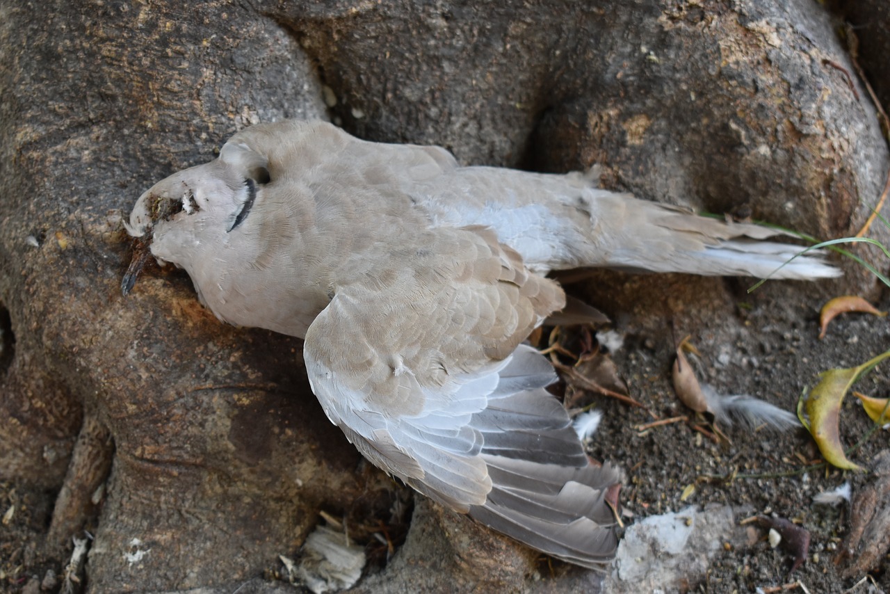 paloma dead pigeon bird free photo