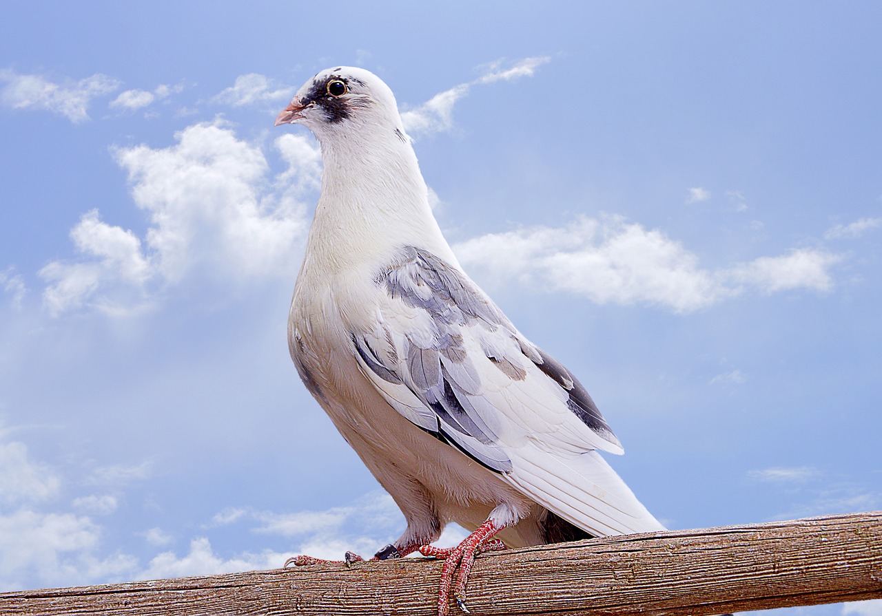 paloma ave bird free photo