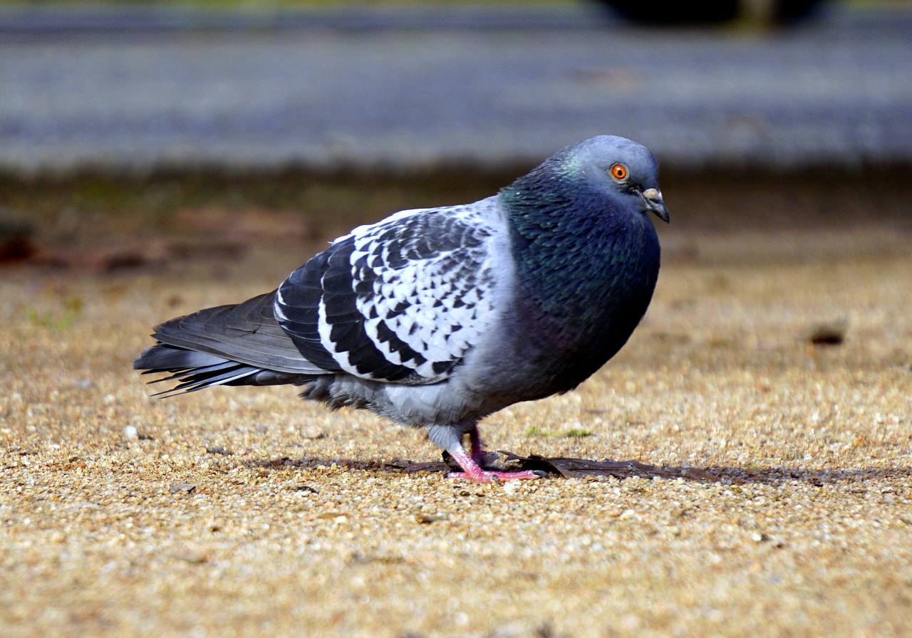 paloma wings birds free photo