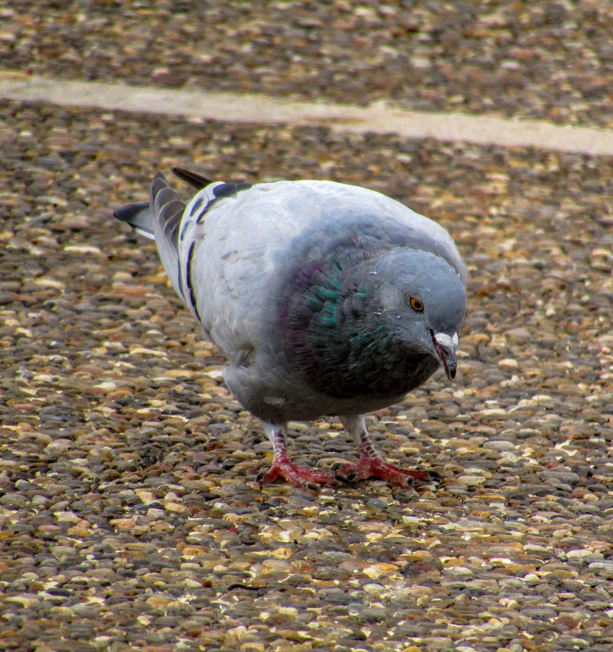 paloma  birds  columbidae free photo